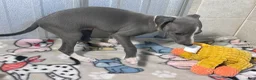 Italian Greyhound dogs for sale: Strawberry - Ad 6