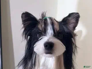 Yorkshire Terrier dogs Yorkshire Terrier Puppy 1 - Ad 10