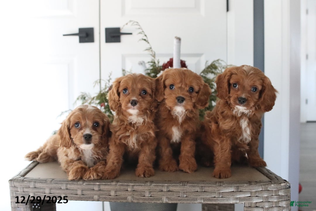 Cavapoo dogs for sale: Honey - Ad 2