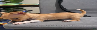 Chihuahua 3