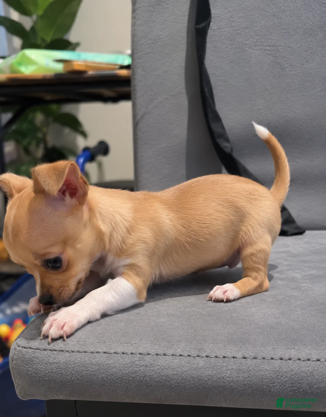Chihuahua dogs for sale: Chihuahua 3 - Ad 1