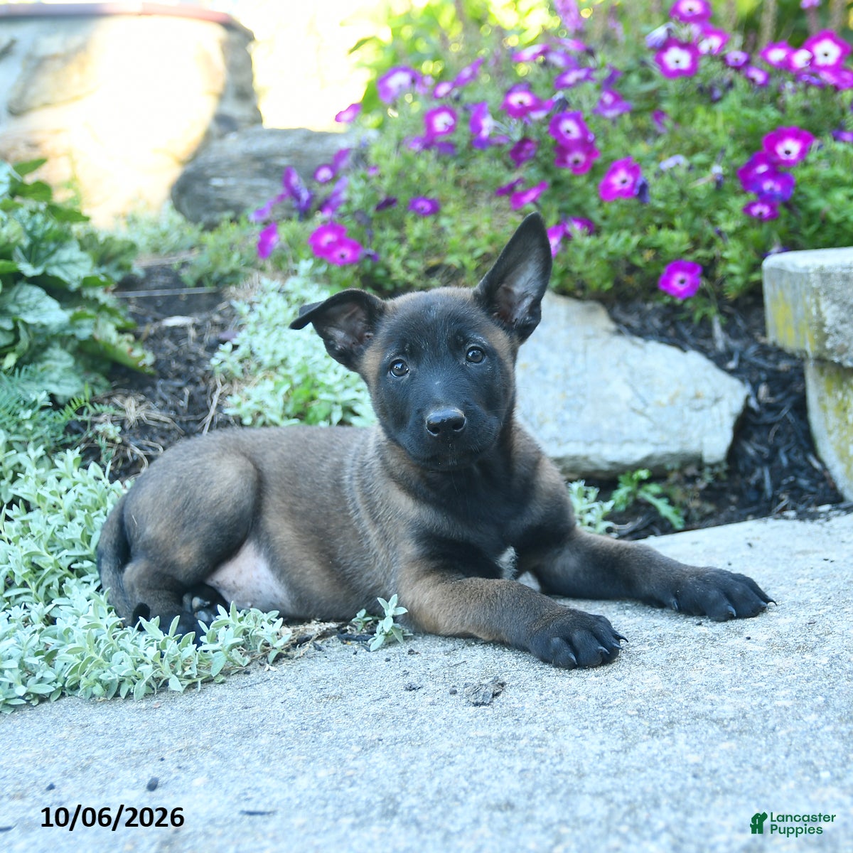 Apollo (Belgian Malinois, Male) in Honey Brook, PA