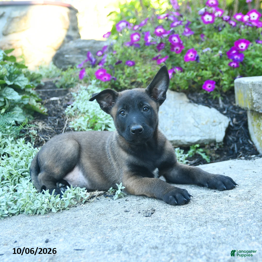 Belgian Malinois dogs for sale: Apollo  - Ad 1