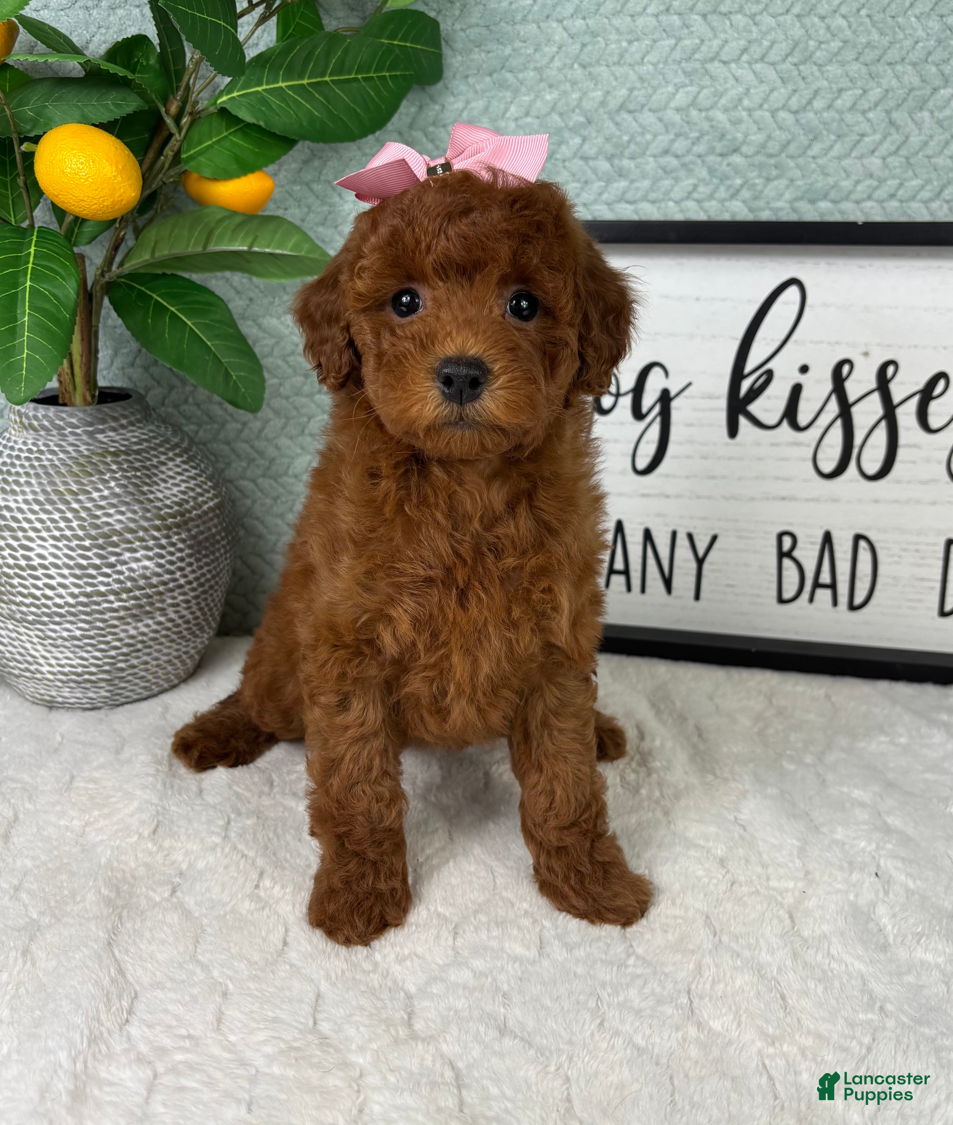 Mini Goldendoodle dogs Grace - Ad 9