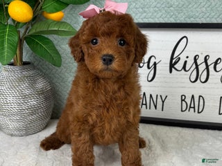 Mini Goldendoodle dogs Grace - Ad 9