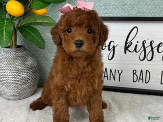 Mini Goldendoodle dogs Grace - Ad 40