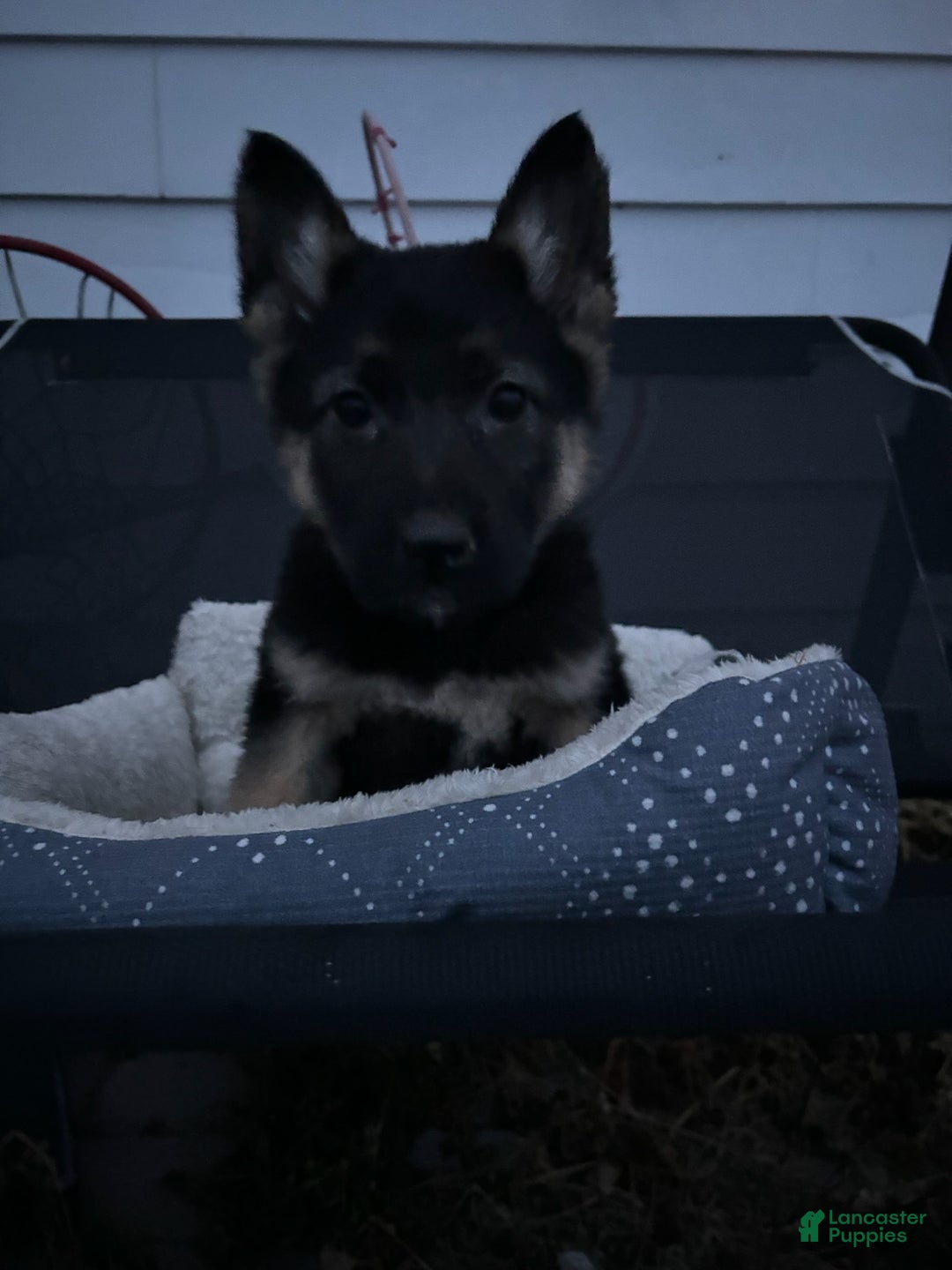 German Shepherd dogs for sale: Teddy - Ad 3