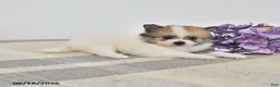Pomeranian dogs for sale: Baxter - Ad 3