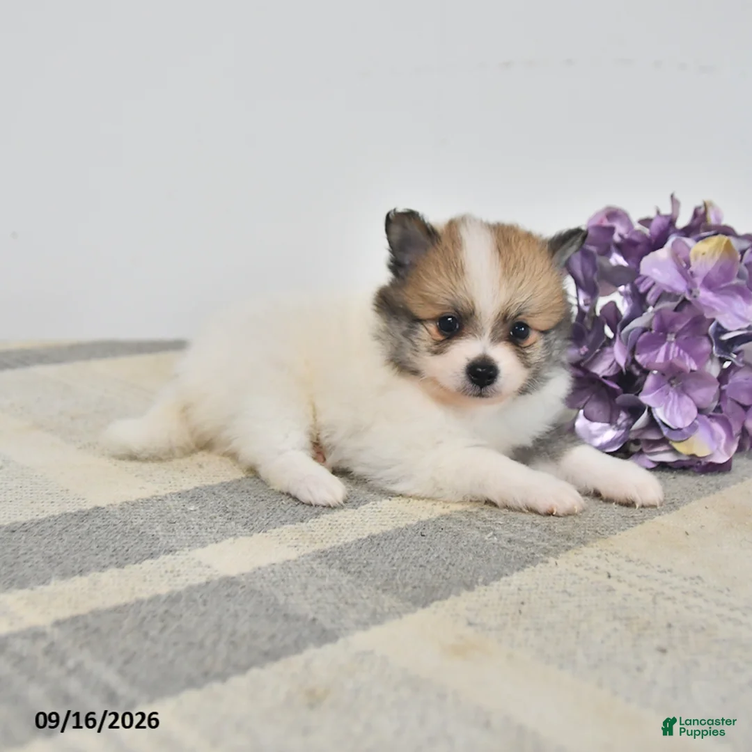 Pomeranian dogs for sale: Baxter - Ad 3