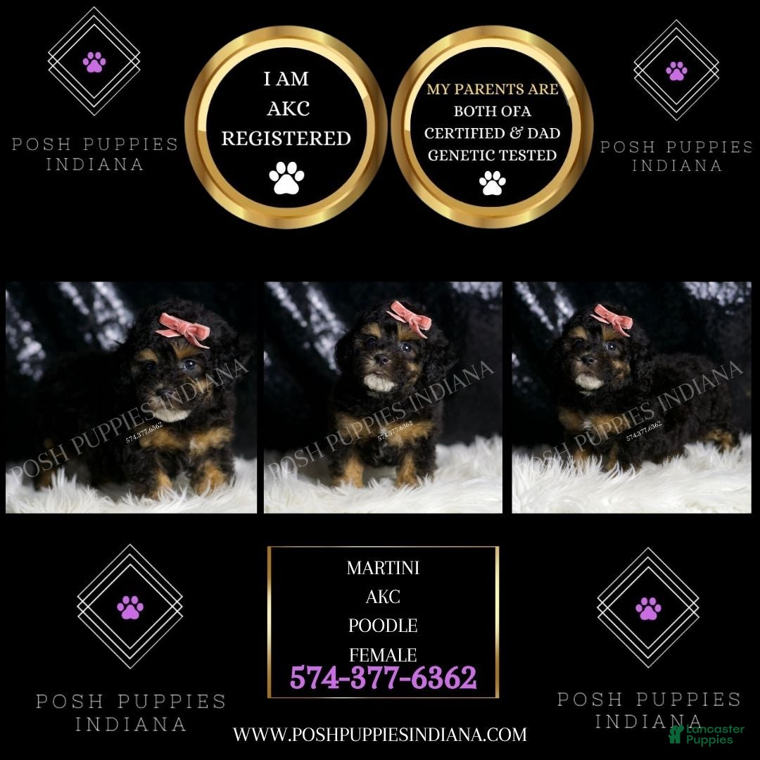 Toy Poodle dogs for sale: Martini - Ad 2