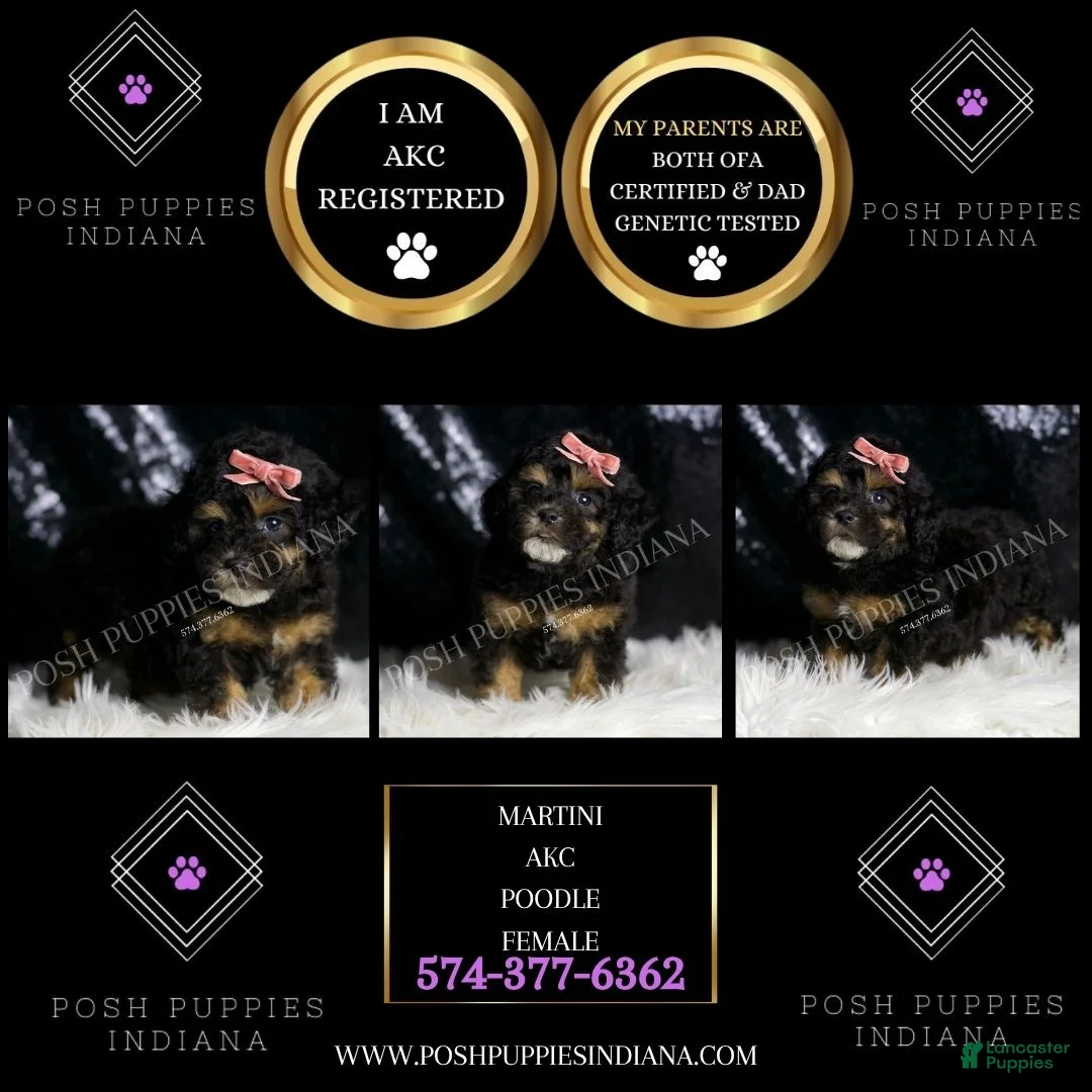 Toy Poodle dogs for sale: Martini - Ad 2