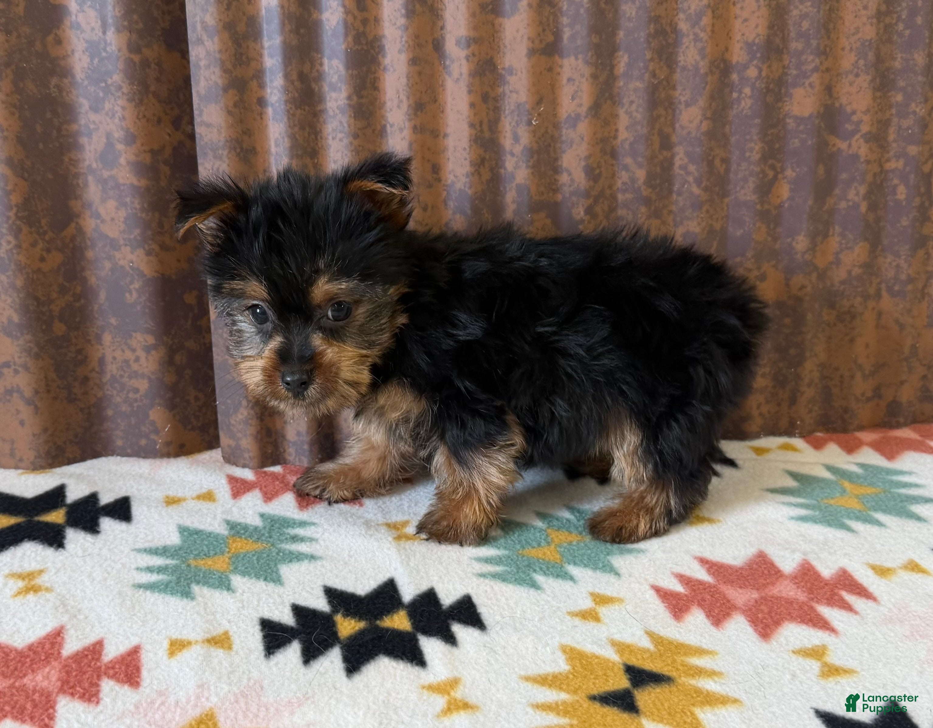 Yorkshire Terrier dogs Yoshie - Ad 1