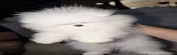 Pomeranian dogs for stud: Suki Stud  - Ad 7