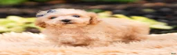 Maltipoo dogs for sale: Pebblewhisk - Ad 4