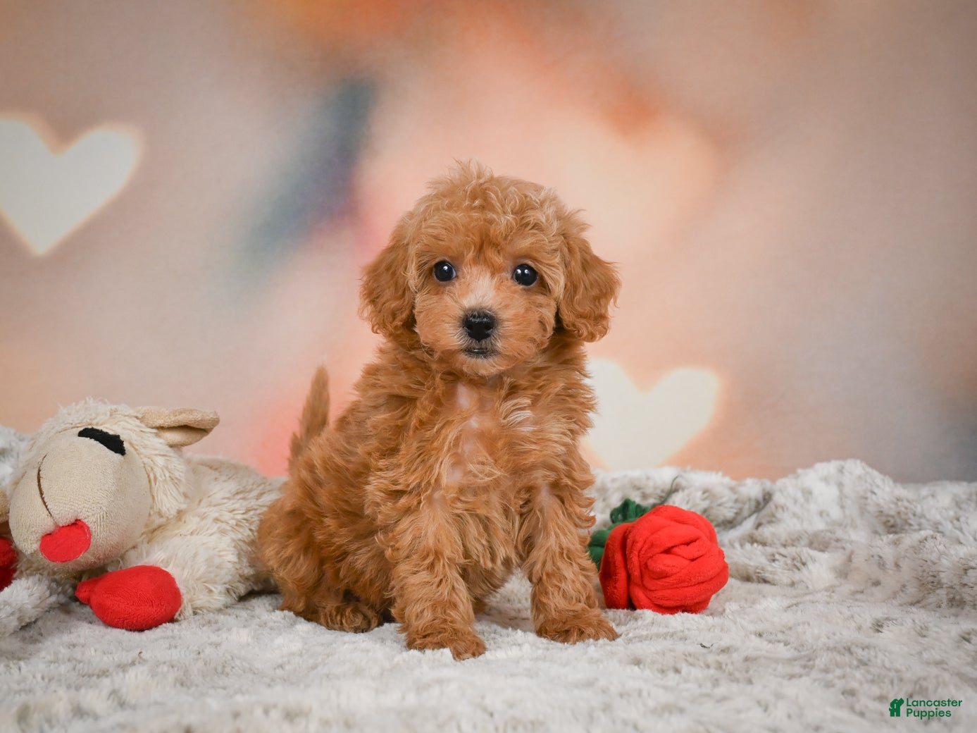 Toy Poodle dogs Haley - Ad 2