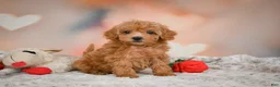 Toy Poodle dogs for sale: Haley - Ad 2