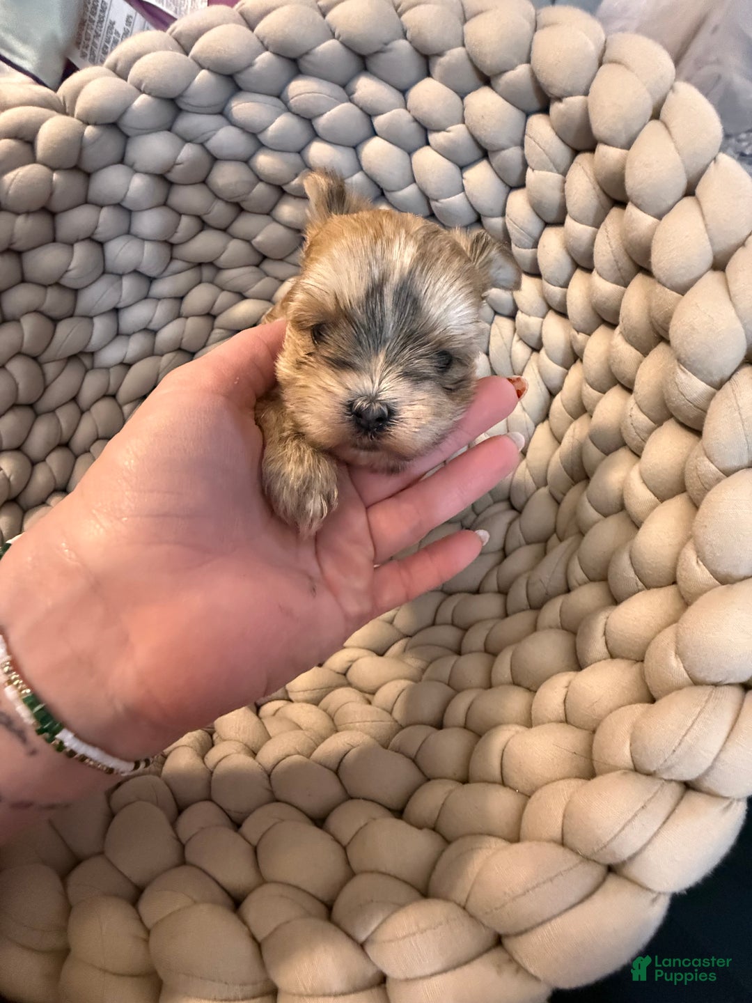 Morkie dogs for sale: TEACUP JOY  - Ad 2