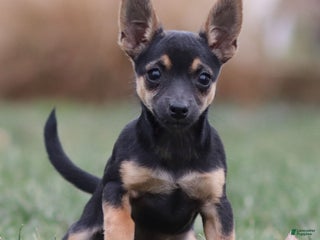 Chihuahua dogs Preston - Ad 25