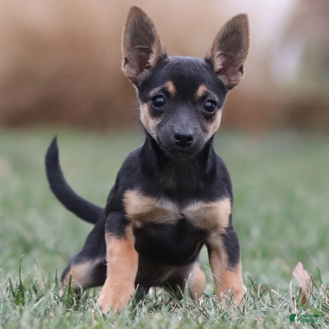 Chihuahua dogs for sale: Preston - Ad 12