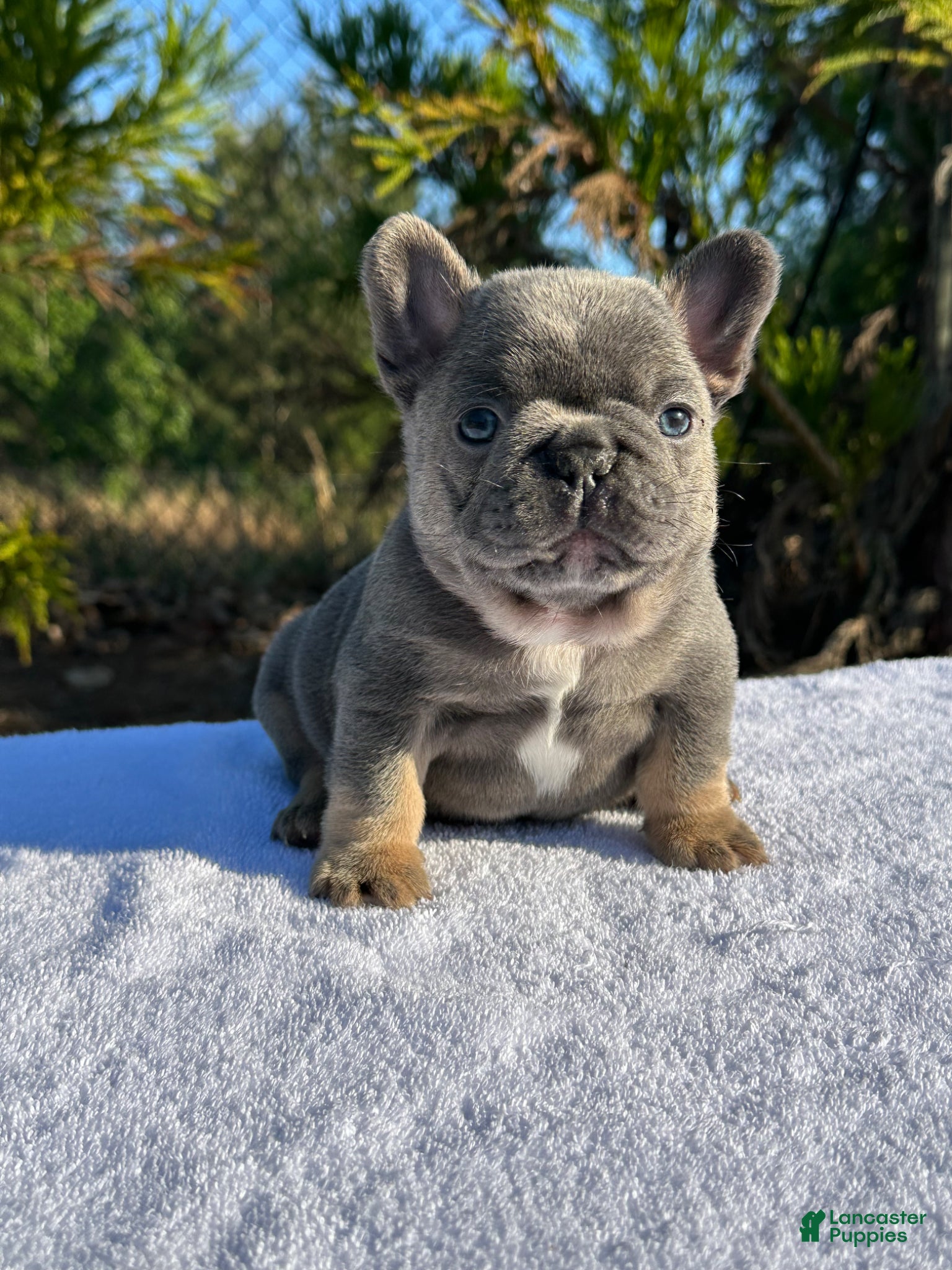 French Bulldog dogs for sale: French Bulldog Puppy 1 - Ad 2