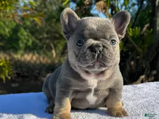 French Bulldog dogs for sale: French Bulldog Puppy 1 - Ad 2