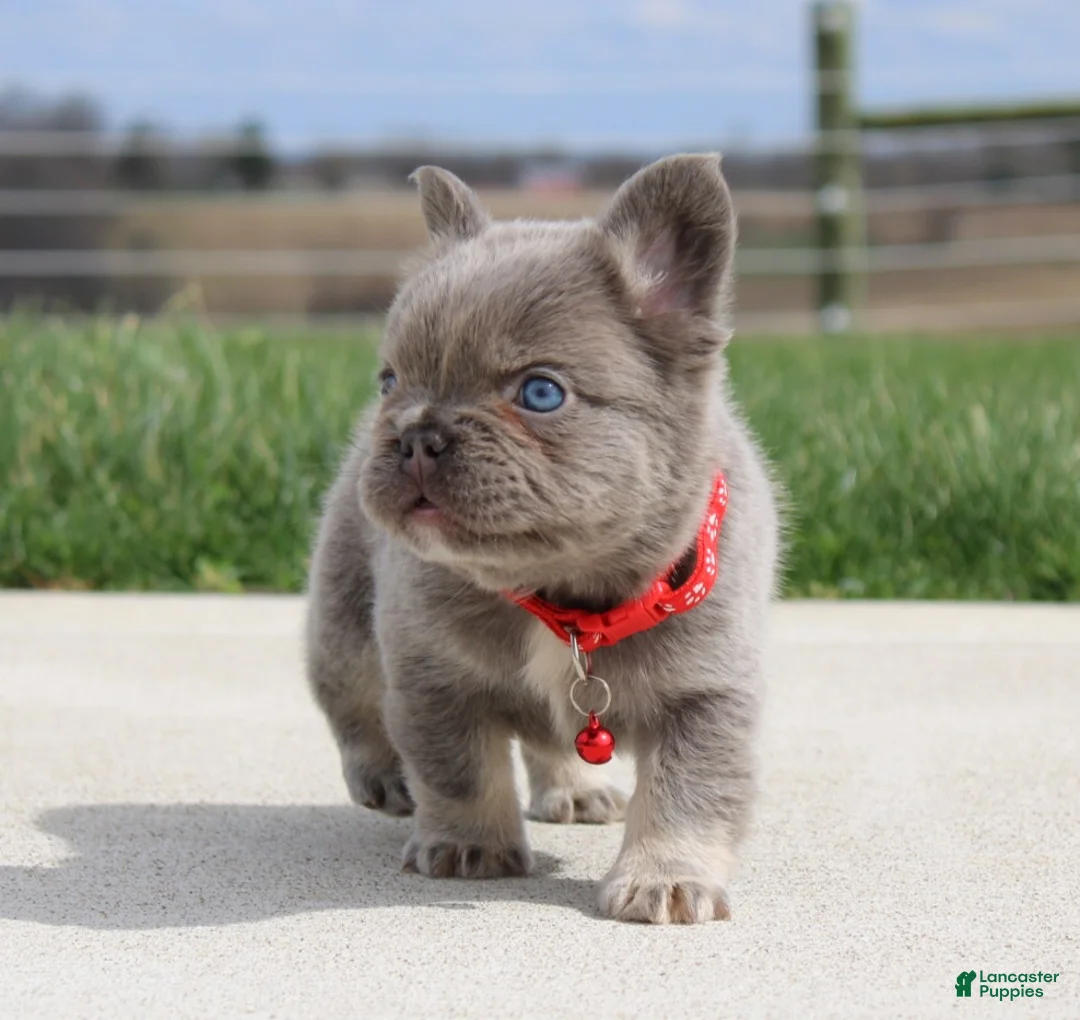 French Bulldog dogs for sale: Winston - Ad 1