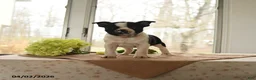 Boston Terrier dogs for sale: Heidi - Ad 4