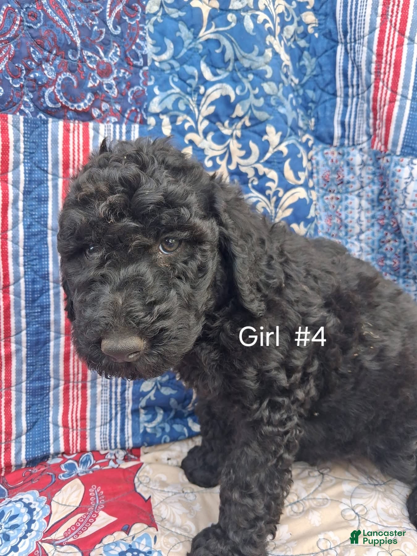 Labradoodle dogs Labradoodle 6 - Ad 36