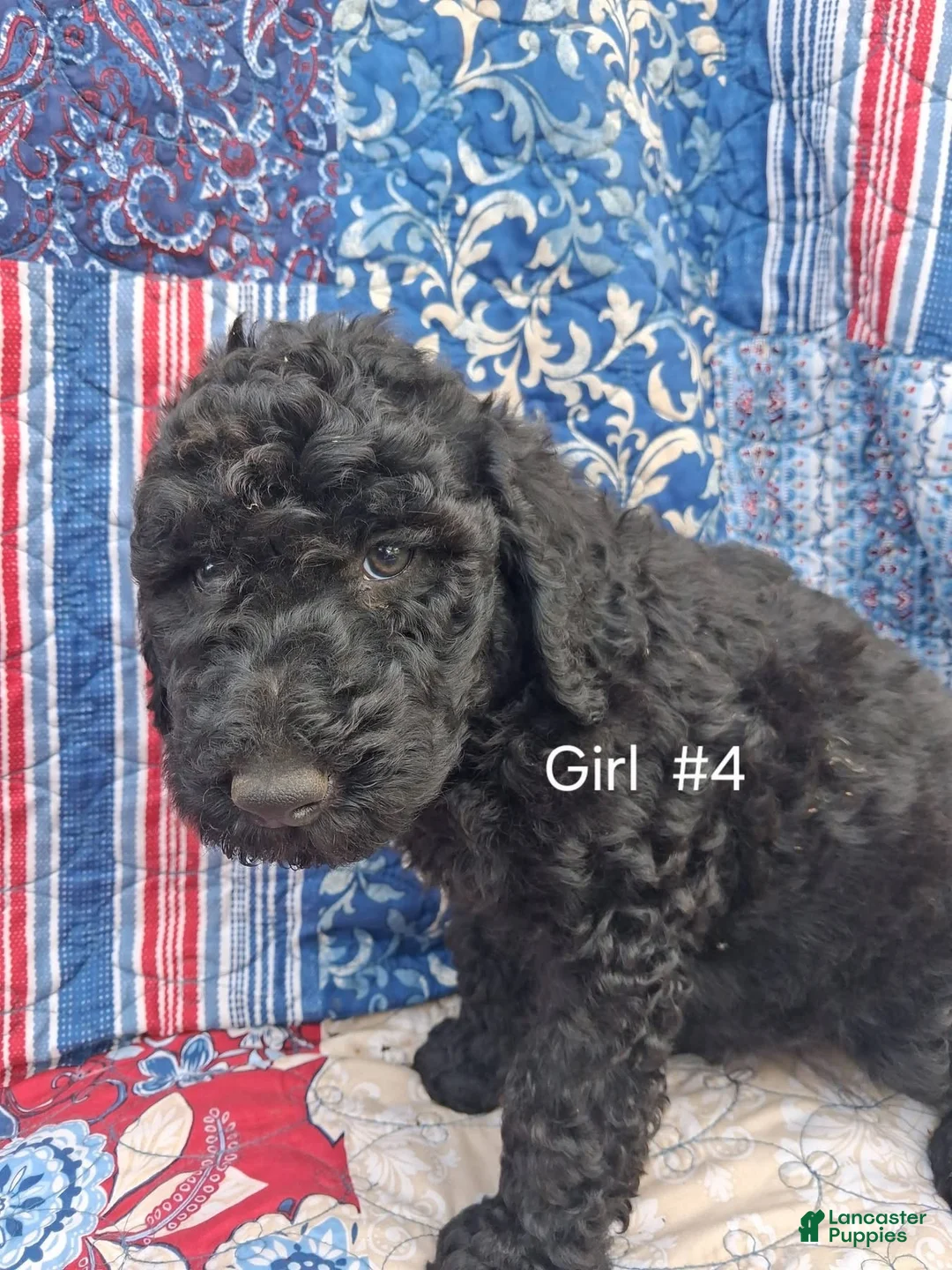 Labradoodle dogs for sale: Labradoodle 6 - Ad 1