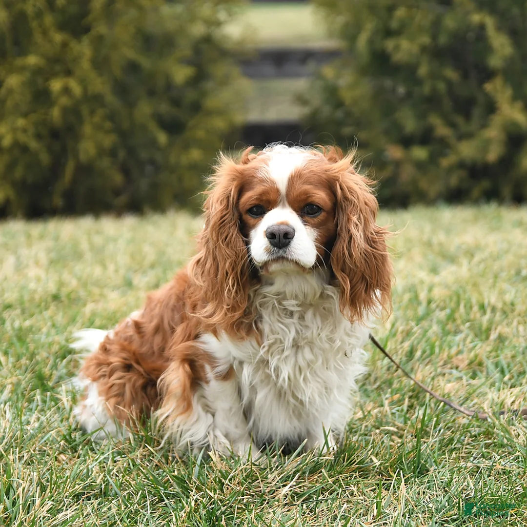 Cavapoo dogs for sale: Doris - Ad 4