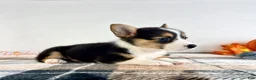 Welsh Corgi Pembroke dogs for sale: CKC Gwen - Ad 4