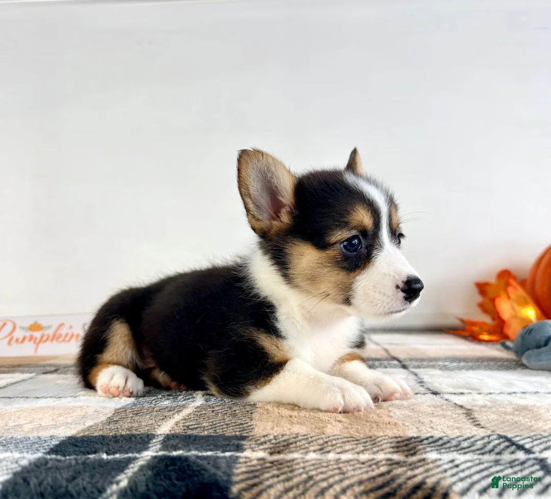 Welsh Corgi Pembroke dogs for sale: CKC Gwen - Ad 4