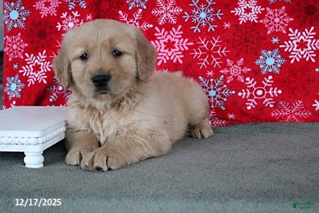 Golden Retriever dogs for sale: Buffy - Ad 4