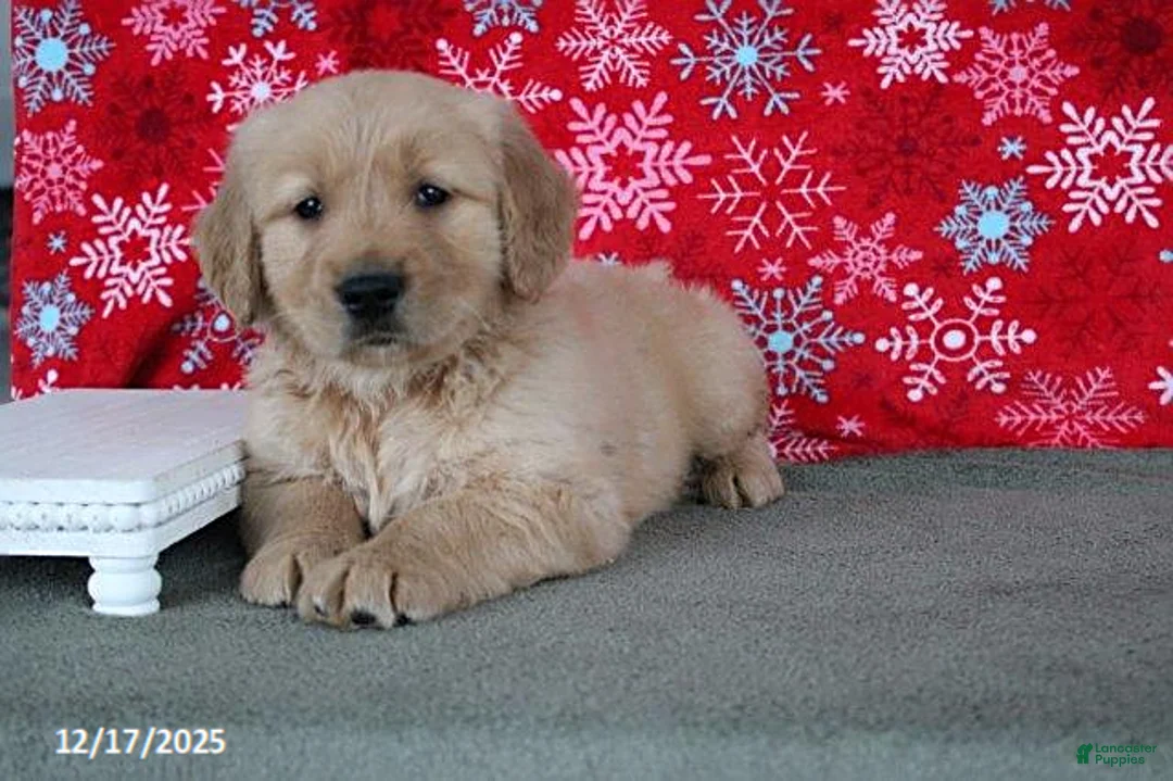 Golden Retriever dogs for sale: Buffy - Ad 4