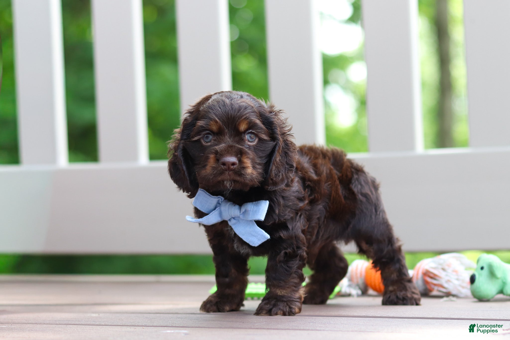 Cocker Spaniel dogs Charlie - Ad 2