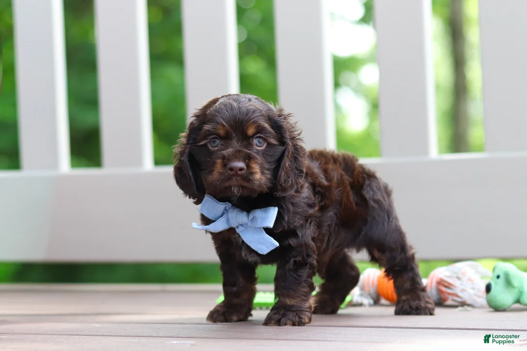 Cocker Spaniel dogs for sale: Charlie - Ad 2
