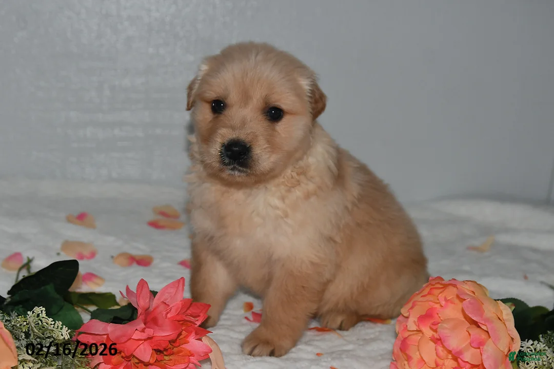 Golden Retriever dogs for sale: Oliver - Ad 2