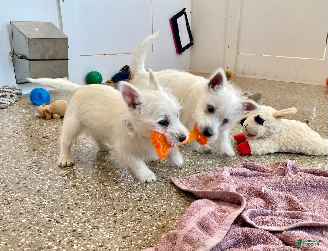 West Highland Terrier dogs for sale: Lexi, AKC - Ad 7