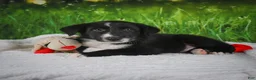 Border Collie dogs for sale: Tyson - Ad 5