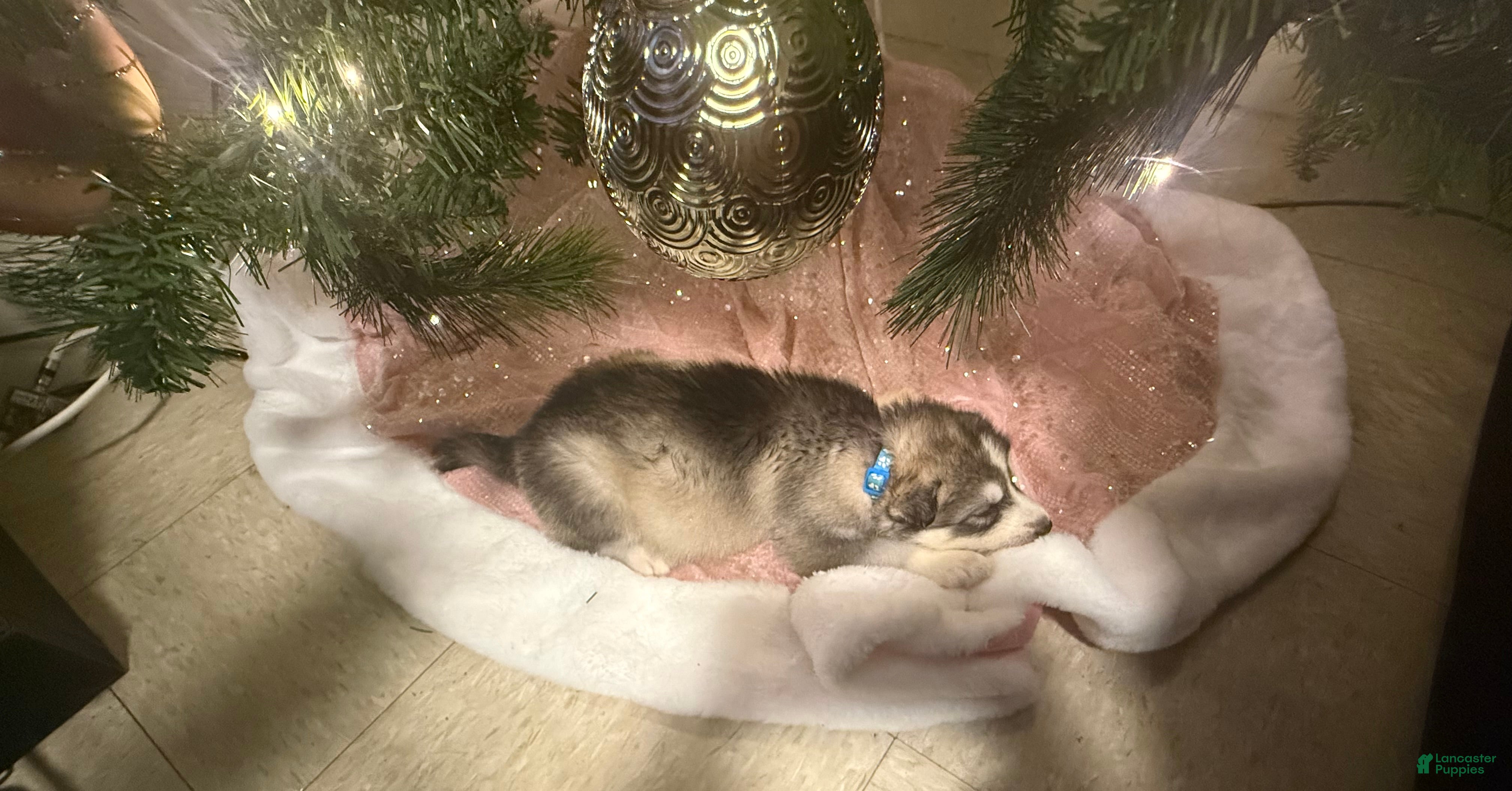 Siberian Husky dogs Finn - Ad 11
