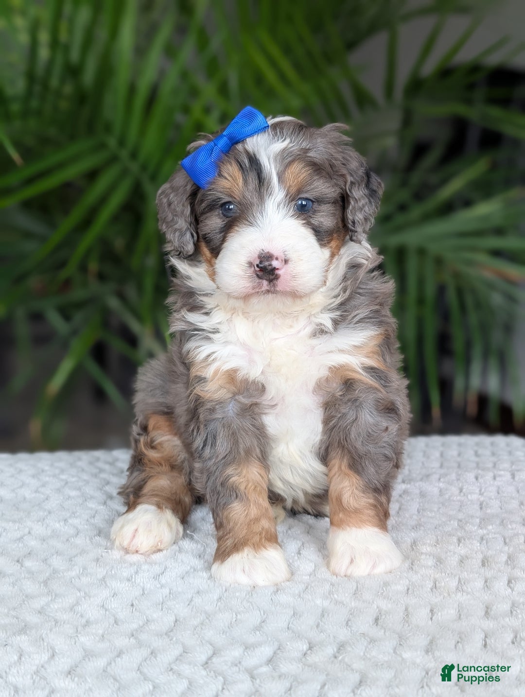 Mini Bernedoodle dogs for sale: Mini Riley  - Ad 21