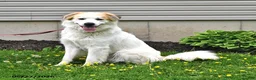 Mixed Breed dogs for sale: Samuel - Ad 1