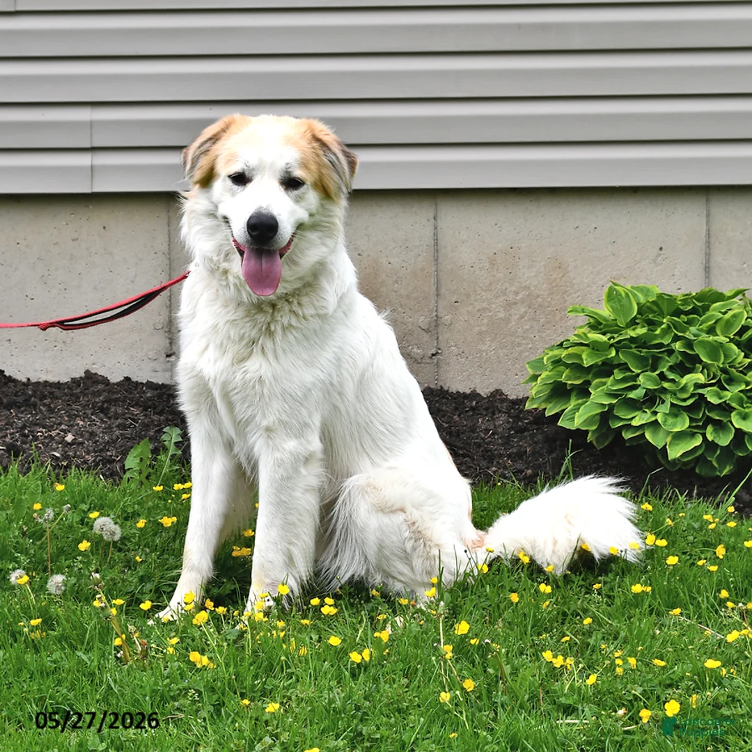 Mixed Breed dogs for sale: Samuel - Ad 1