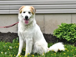 Mixed Breed dogs for sale: Samuel - Ad 1