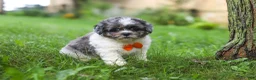 Shihpoo dogs for sale: Biscuit - Ad 5