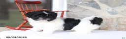 Shih Tzu dogs for sale: Patsy - Ad 3