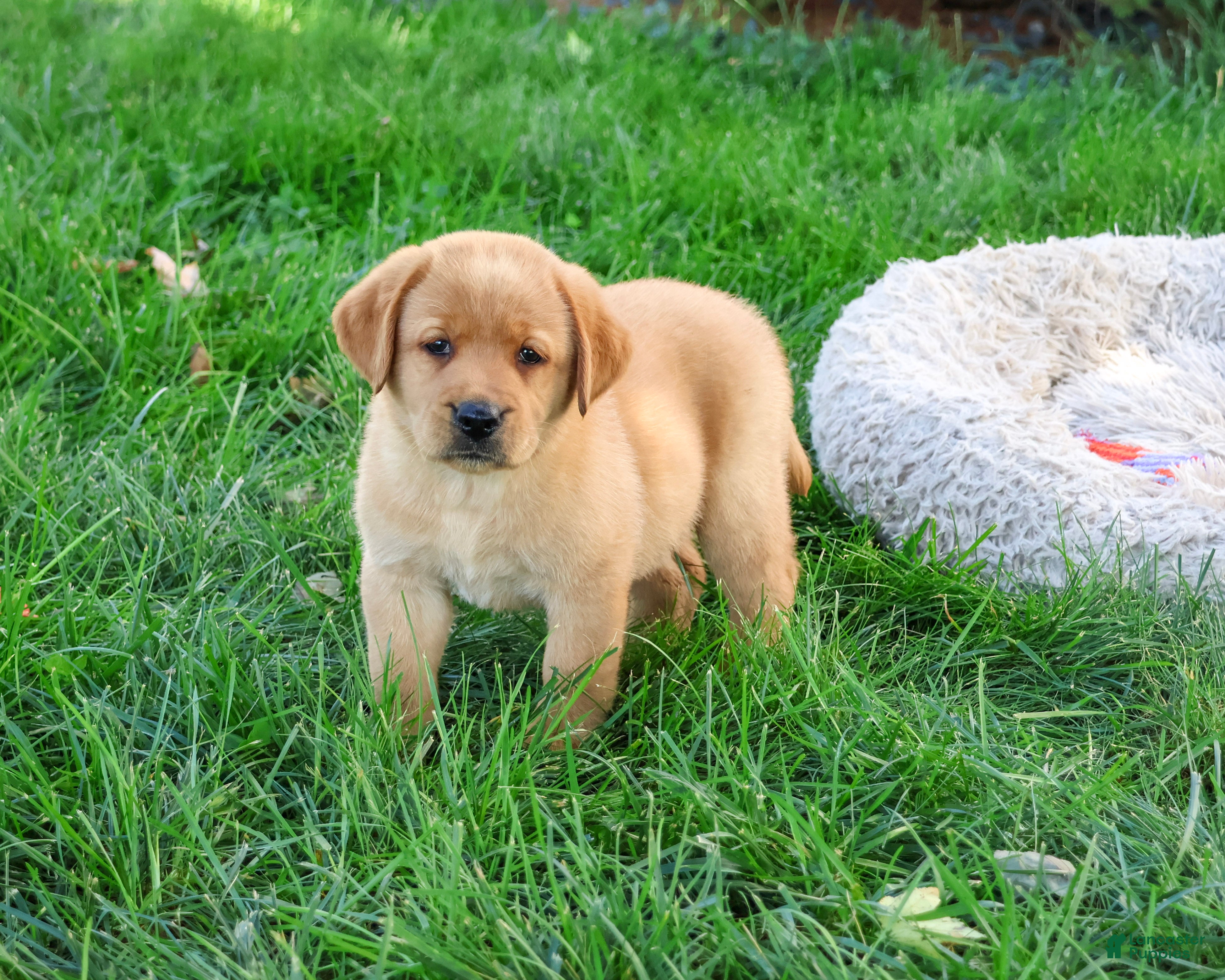 Labrador Retriever dogs Cheyenne - Ad 26