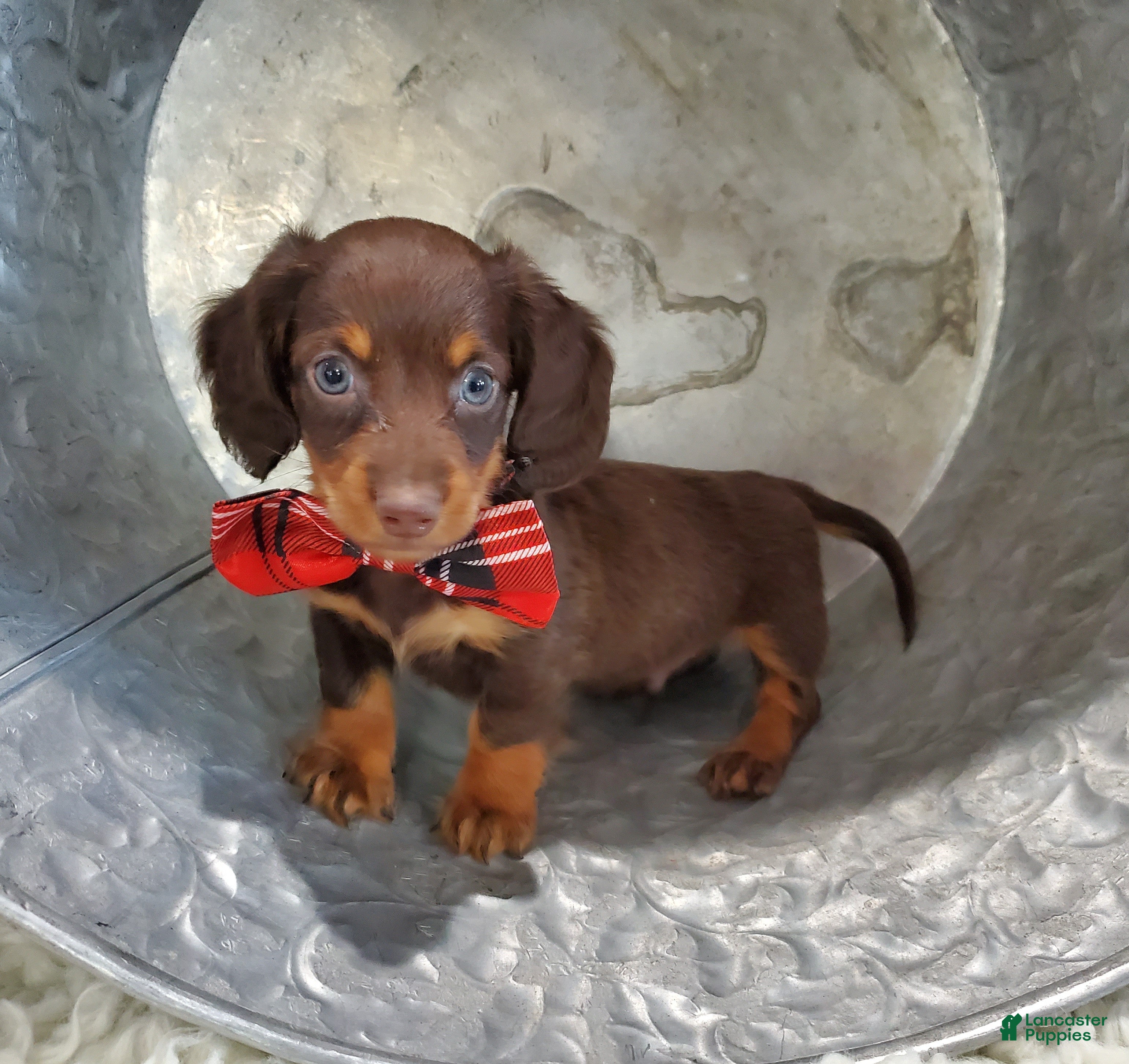 Miniature Dachshund dogs Albert - Ad 4