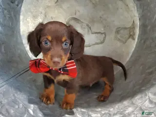 Miniature Dachshund dogs Albert - Ad 4