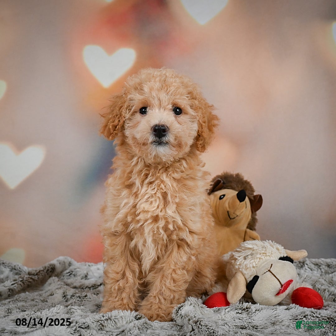 Bichpoo dogs for sale: Jessica - Ad 6